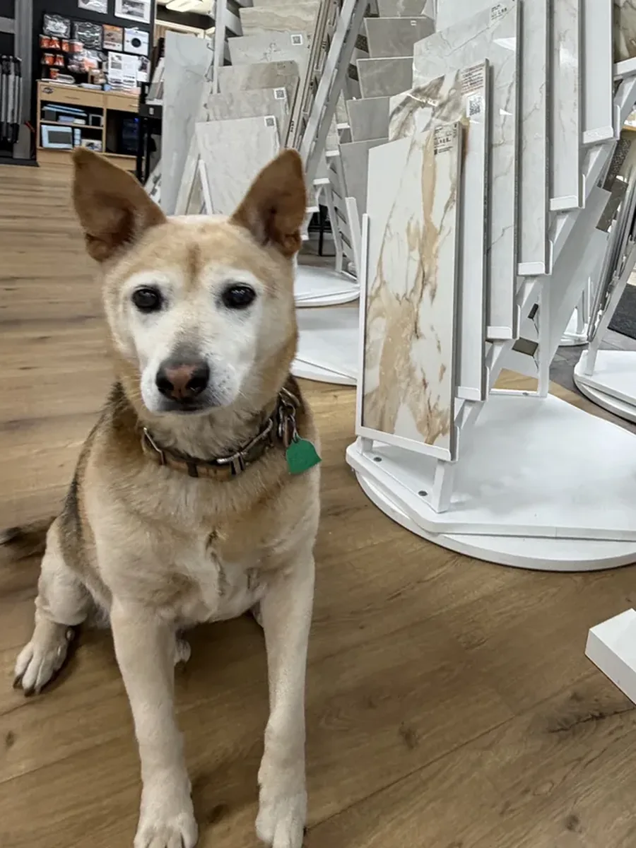 Dog among the tile displays in Madison’s showroom